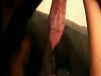 Animal cum marathon